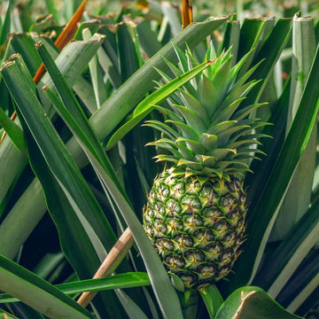 Pineapple seeds for planting