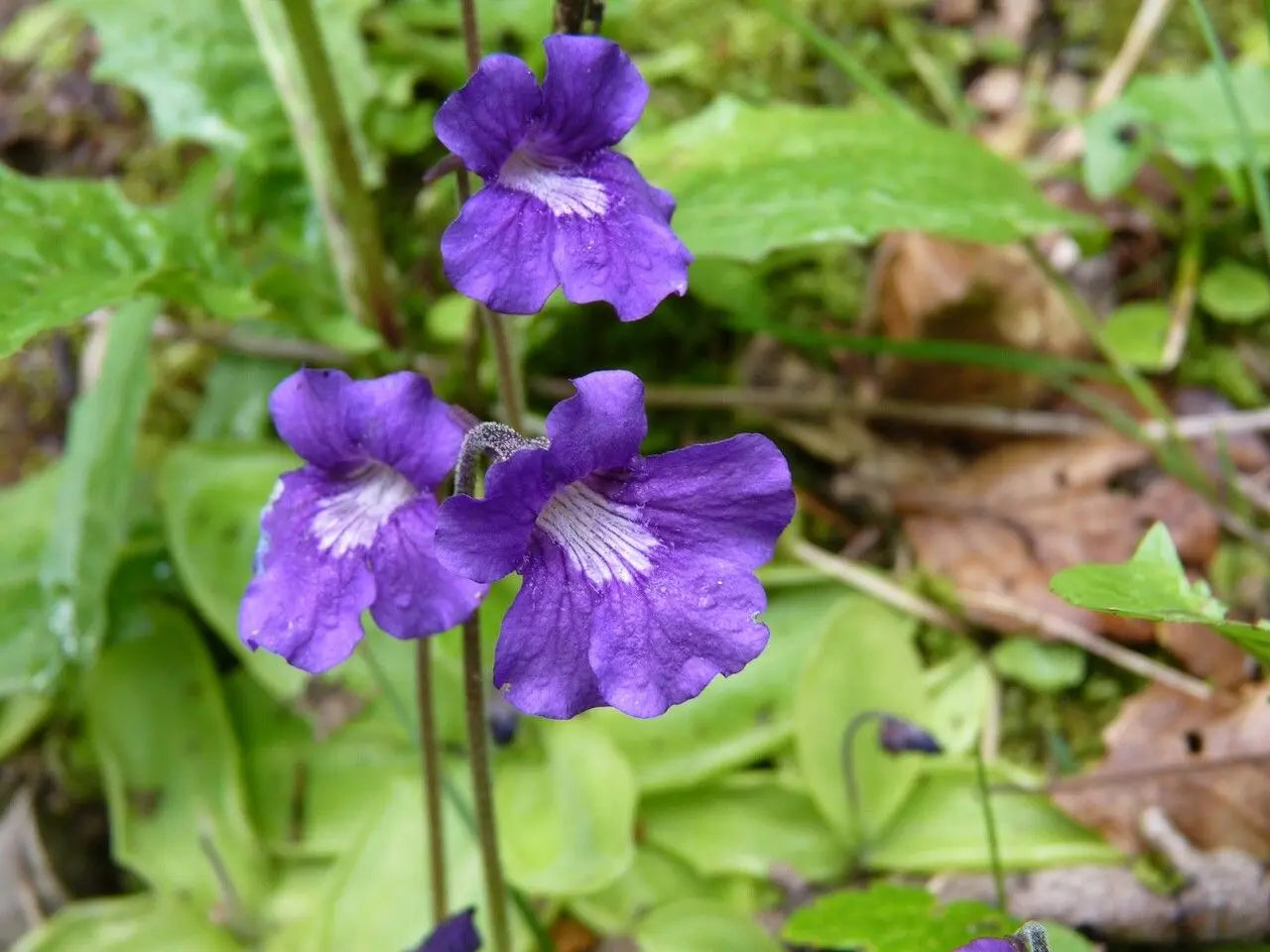 Pinguicula Gradiflora Seeds for Planting
