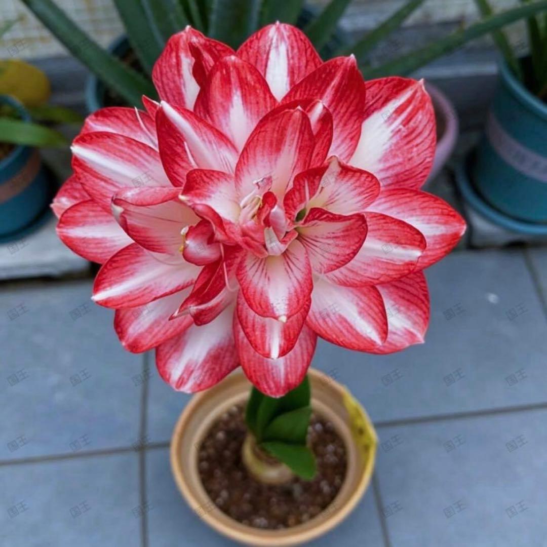Pink Amaryllis Flower Plant in Container