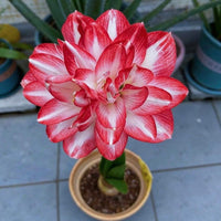 Pink Amaryllis Flower Plant in Container