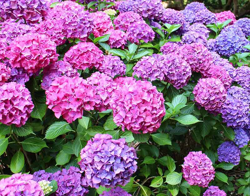 Brown Hydrangea Flower Seeds for Easy Planting