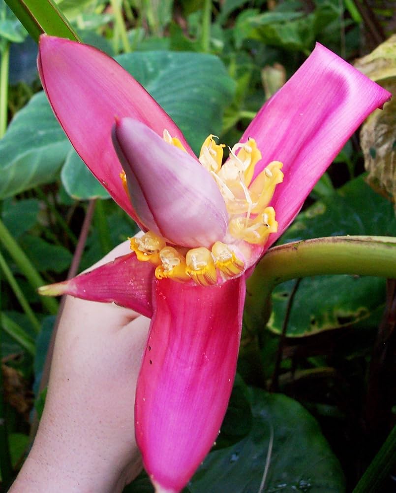 Pink banana plant foliage close-up