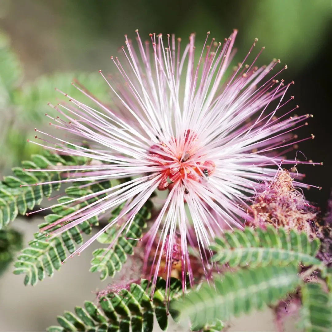Pink Calliandra eriophylla seeds for growing ornamental flowering shrubs.