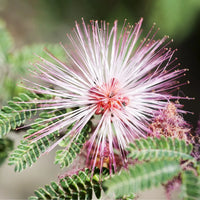 Pink Calliandra eriophylla seeds for growing ornamental flowering shrubs.