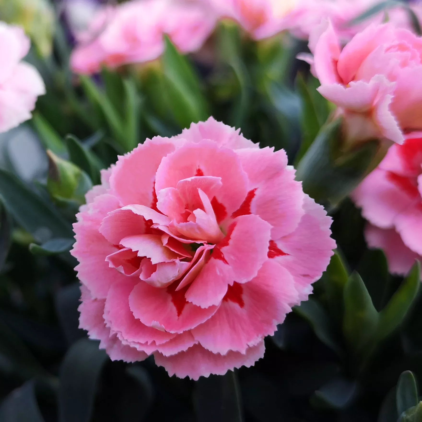 Carnations Flower seeds for Planting - Premium Quality, Heirloom & GMO Free Seeds for Home Garden