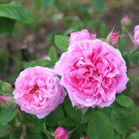 Pink Damascus Rose flower seeds for planting in home gardens and flower beds.