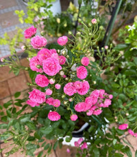 Pink Damascus Rose seeds for ornamental gardening and cottage garden landscapes.