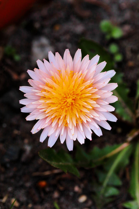 Pink Dandelion Seeds – Taraxacum pseudoroseum Rare Pink Flower Variety