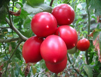 Pink De Barao tomato plant growing with pink fruits
