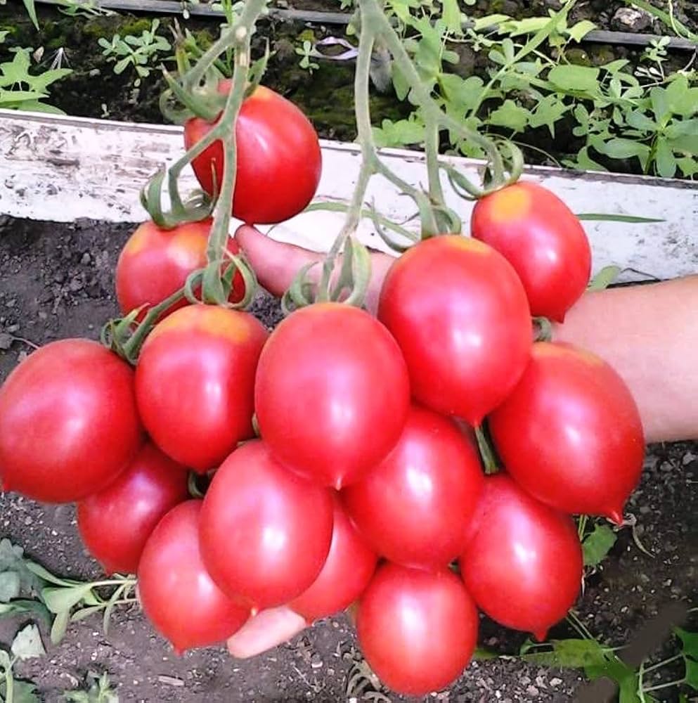 Pink De Barao tomato seeds for home garden planting