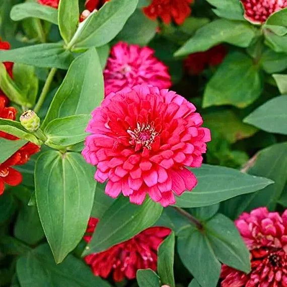 Pink French Marigold flowers blooming in a colorful garden border.
