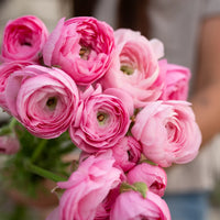 Pink French Ranunculus Flower Seeds for Planting