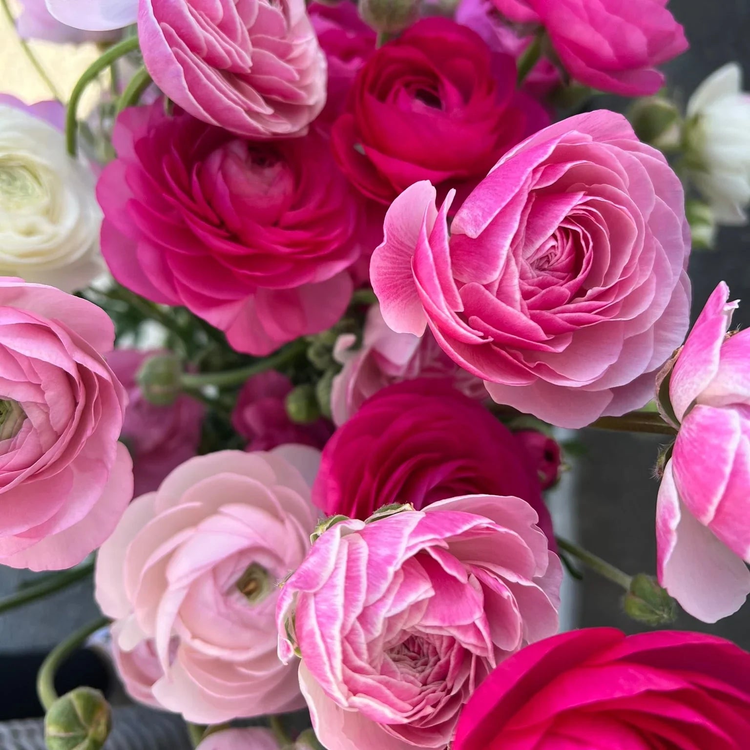 Pink French Ranunculus Flowers Growing in Garden