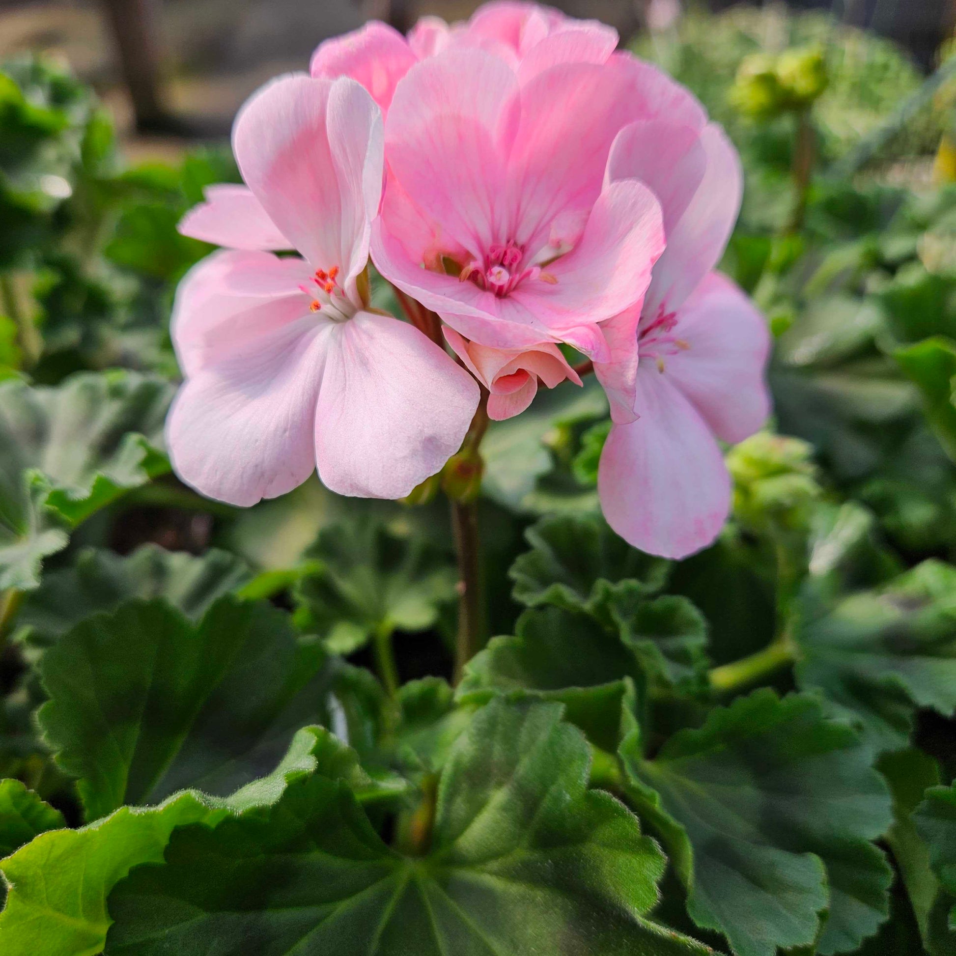 Pink White Geranium Flower seeds for Planting - Sun Loving, Heirloom & GMO Free Seeds for Home Garden