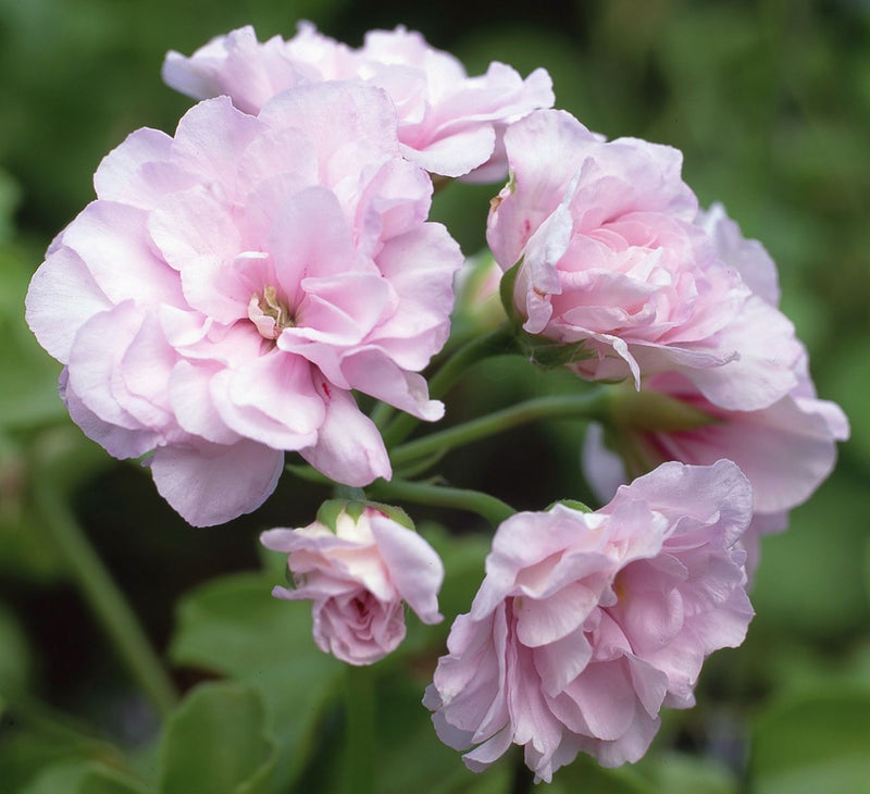 White Pink Geranium Flower Seeds for Planting Seed for Beautiful Blooms