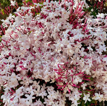 Pink Jasmine flower seeds for planting in home gardens and trellises.