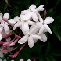 Pink Jasmine seeds for ornamental climbing gardens and landscape planting.
