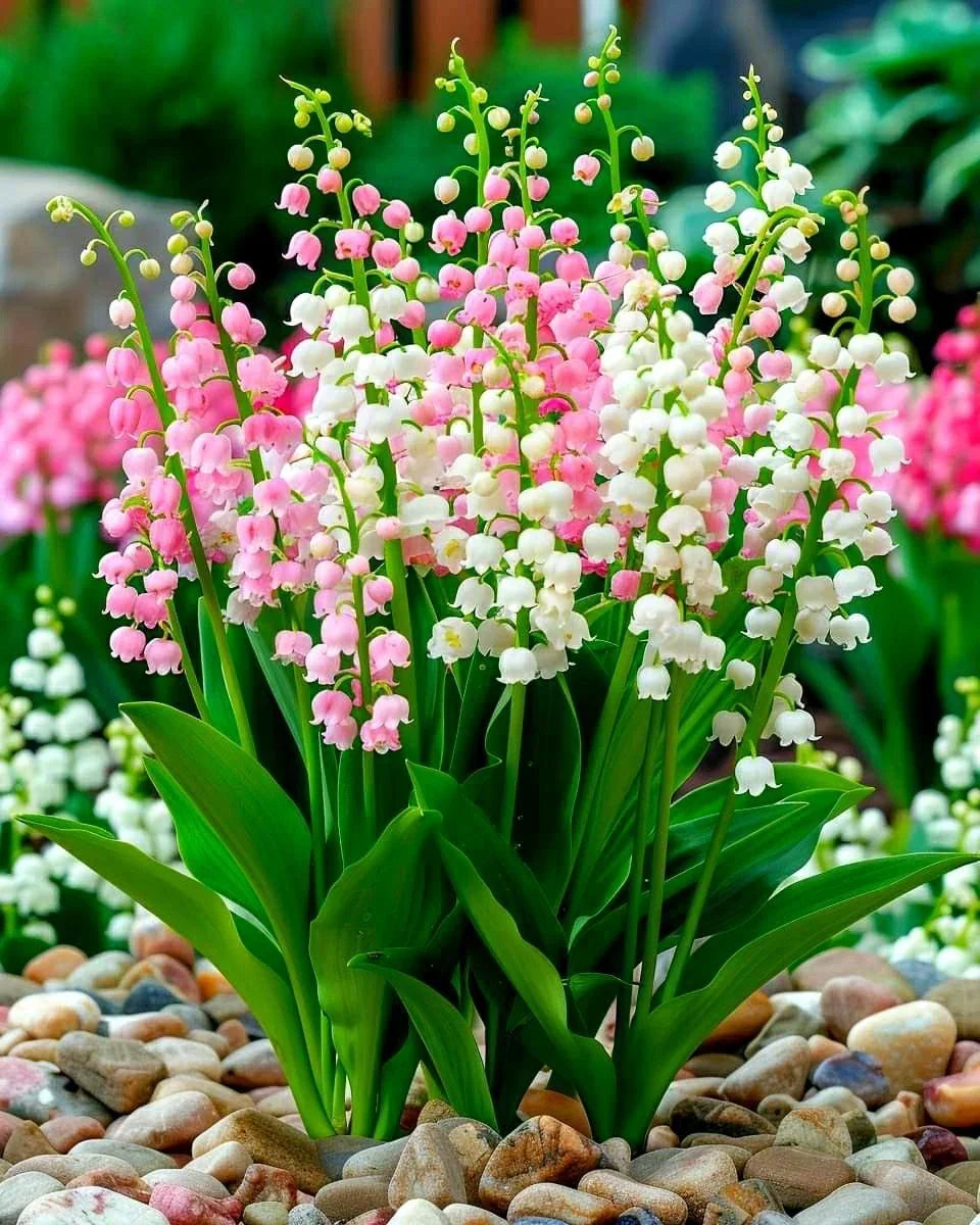 Pink Lily of the Valley flower seeds for shade gardens and decorative landscapes.