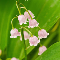 Pink Lily of the Valley seeds for planting in home gardens and woodland landscapes.