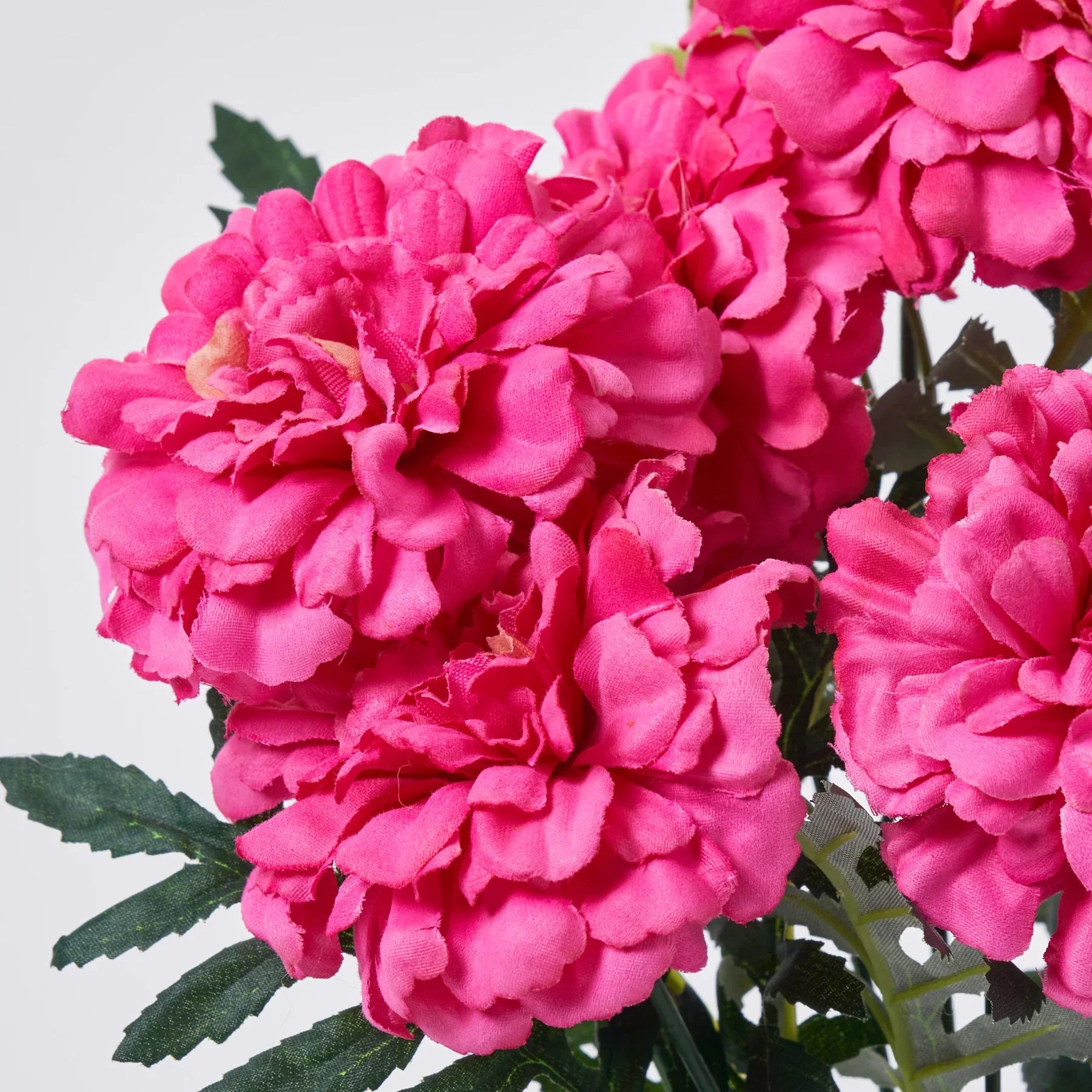 Pink Marigold Flower Seeds for Planting