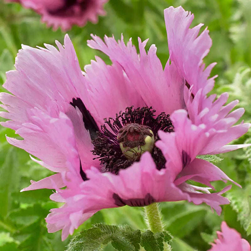 Pink Oriental Poppy flower seeds for planting in home gardens and borders.