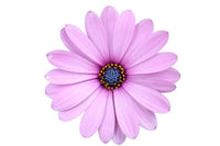 Pink Osteospermum Flower Seeds for Vibrant Garden Planting
