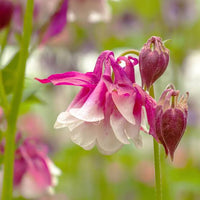 Pink Petticoat Columbine flower seeds growing vibrant pink perennial blooms in a garden border