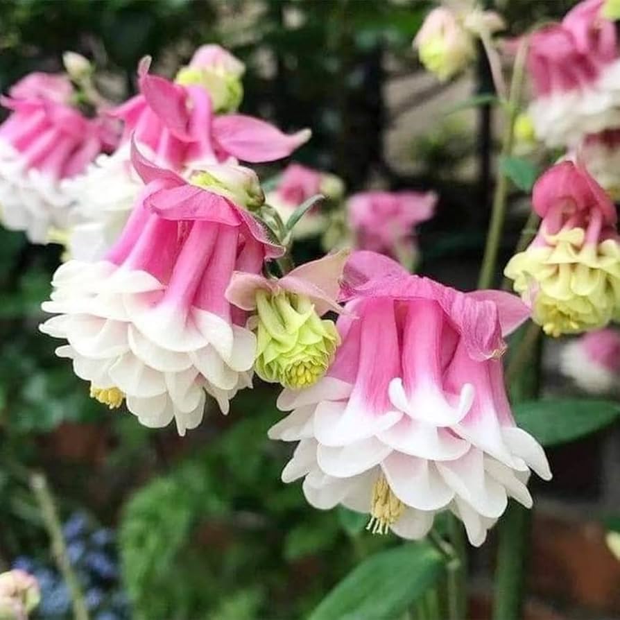 Pink Petticoat Columbine flowers with layered pink petals blooming in an outdoor landscape
