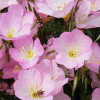 Pink Petticoats Evening Primrose flowers in garden