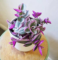 Pink Purple Tradescantia Nanouk Foliage