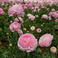 Pink Ranunculus Blooms in Home Flower Garden