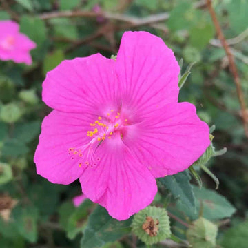 Rock Rose Flower seeds for Planting Pollinator Friendly Heirloom & GMO Free Seeds for Home Garden