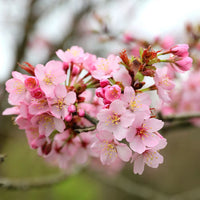 Pink Sakura flowering tree seeds suitable for home gardens and landscapes