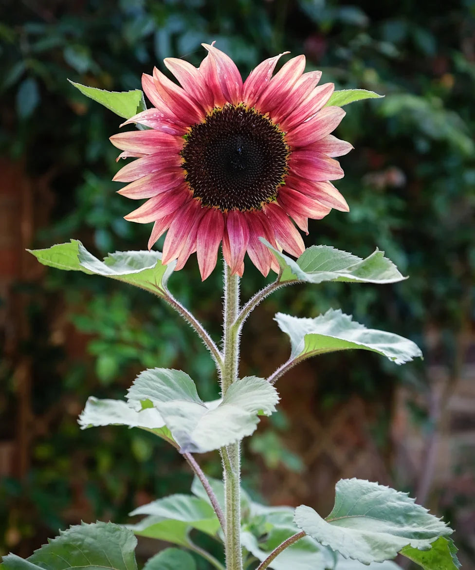Pink Sunflowers flowering in a vibrant outdoor landscape.