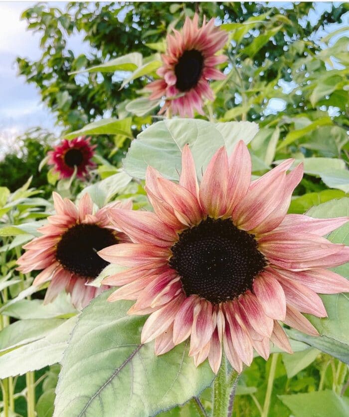 Pink Sunflower flower seeds for ornamental garden landscapes and borders.