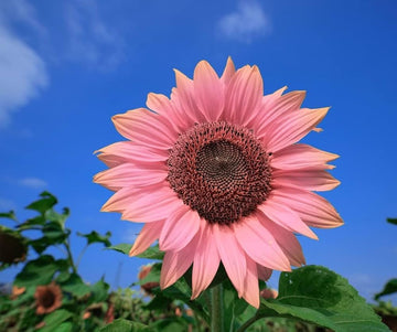 Pink Sunflower flower seeds for planting in home gardens and flower beds.