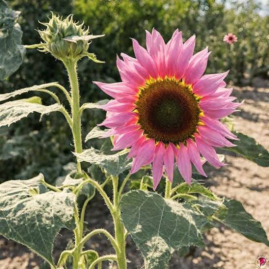 Pink Sunflower seeds for planting in home gardens and flower beds.