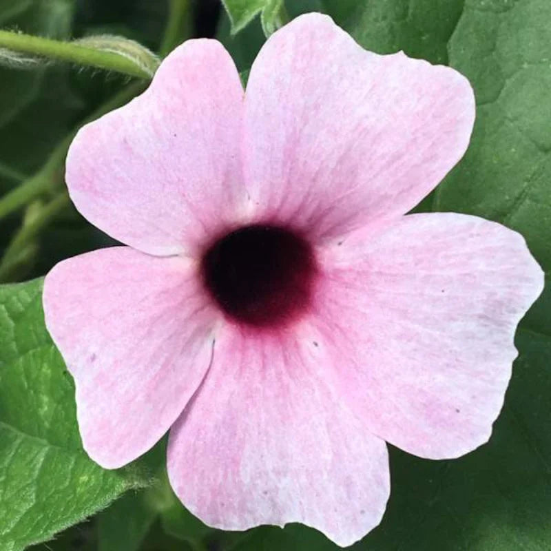 Light Pink Thunbergia vine seeds for growing ornamental flowering plants.