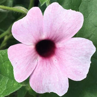 Light Pink Thunbergia vine seeds for growing ornamental flowering plants.