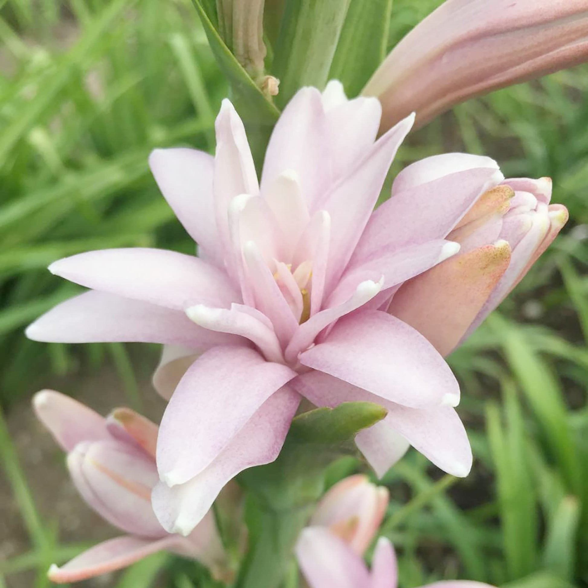 Pink Tuberose flowering plants growing in a sunny garden border.