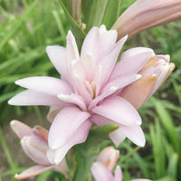 Pink Tuberose flowering plants growing in a sunny garden border.