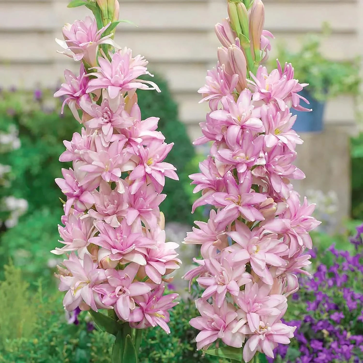 Pink Tuberose seeds for planting in garden beds and decorative containers.
