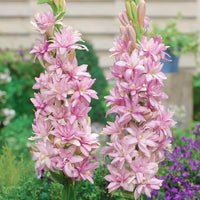 Pink Tuberose seeds for planting in garden beds and decorative containers.