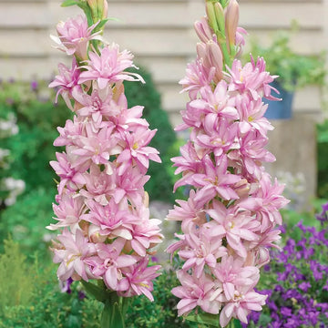 Pink Tuberose seeds for planting in garden beds and decorative containers.