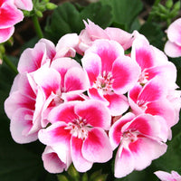 Pink and white geranium flowers blooming in a garden