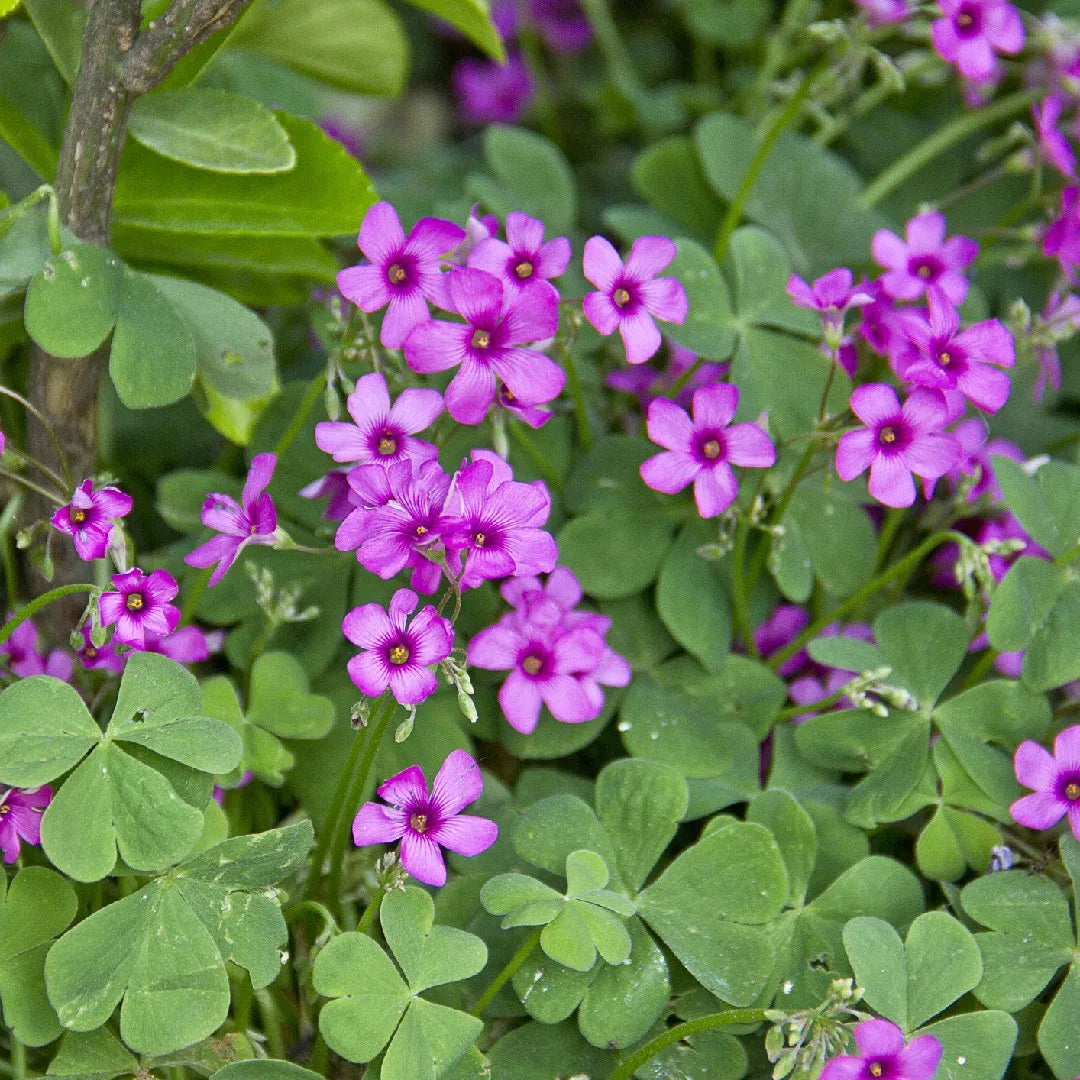 Low-growing Pink Wood-Sorrel creating a colorful border planting with green foliage.