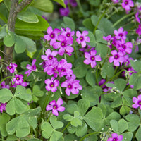 Low-growing Pink Wood-Sorrel creating a colorful border planting with green foliage.