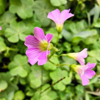 Pink Wood-Sorrel (Oxalis debilis) flowering plant with delicate pink blooms in a garden.