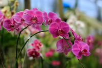 Cymbidium Flower seeds for Planting - Cut Flower Favorite, Heirloom & GMO Free Seeds for Home Garden