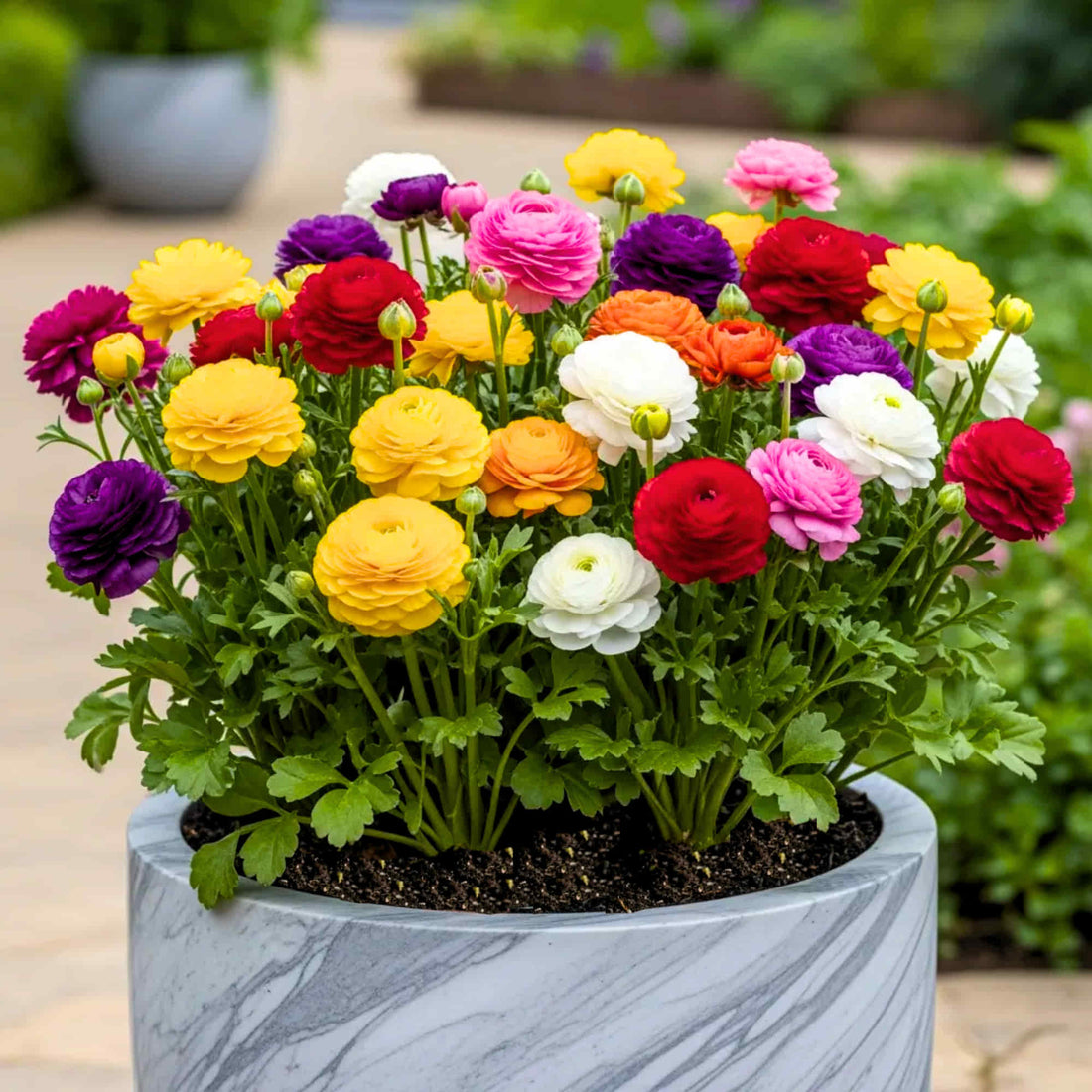 Mixed Ranunculus Flower seeds for Planting - Cut Flower Favorite, Heirloom & GMO Free Seeds for Home Garden